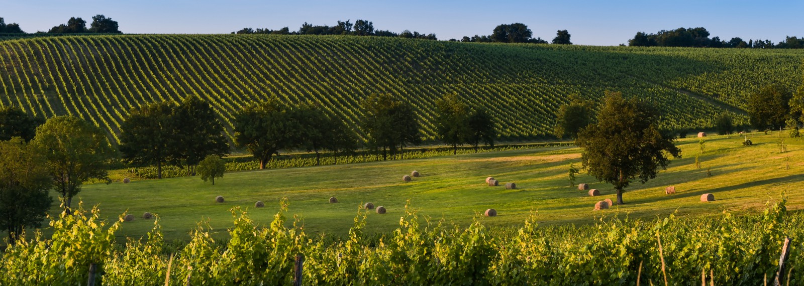 Vineyard Sunrise - Bordeaux Vineyard